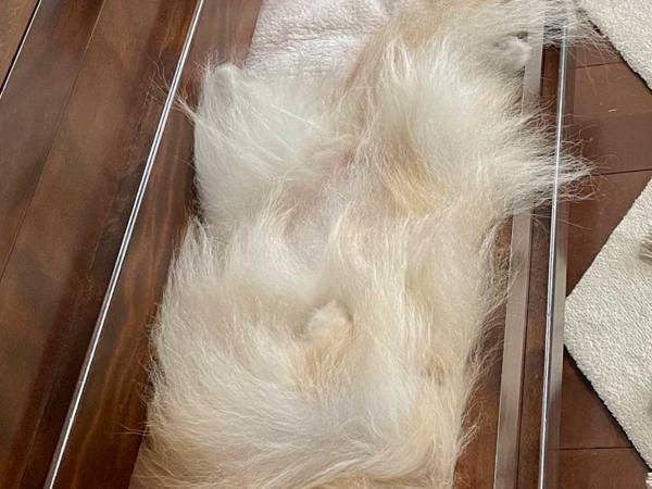 スヤスヤ眠るポメラニアン、寝ている場所が…　「笑った」「とうとうベッドに…」