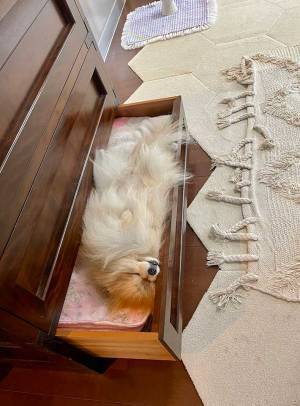 スヤスヤ眠るポメラニアン、寝ている場所が…　「笑った」「とうとうベッドに…」