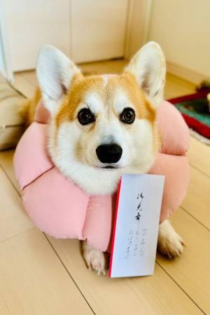 配達員「犬宛です」　ある日、届いた封筒に驚き！