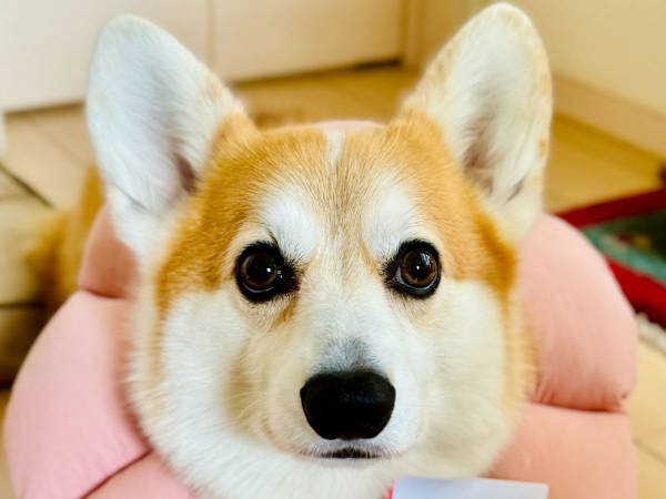 配達員「犬宛です」　ある日、届いた封筒に驚き！