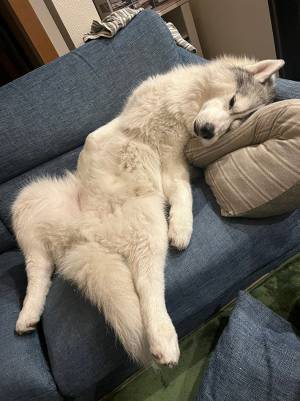 まさか、人間？　目を疑う２枚に爆笑！