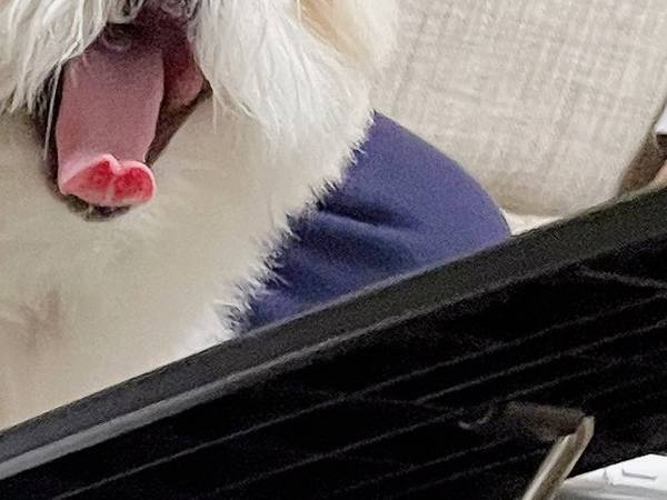 飼い主が会議中に？　自宅で撮った１枚に「笑った」「世界一級」