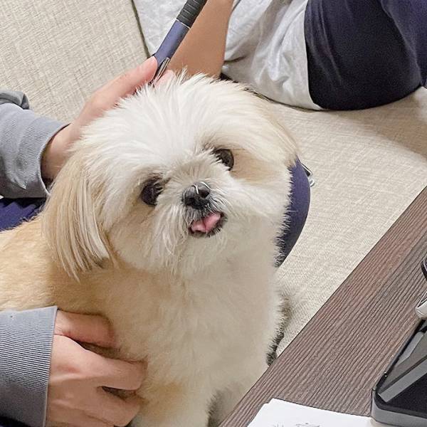 飼い主が会議中に？　自宅で撮った１枚に「笑った」「世界一級」