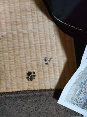 猫の足跡の写真