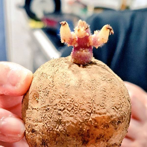 ジャガイモに生えてきたのは？　写真に「なんてゆるいキャラ」「かなり好き」