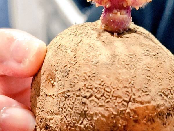 ジャガイモに生えてきたのは？　写真に「なんてゆるいキャラ」「かなり好き」