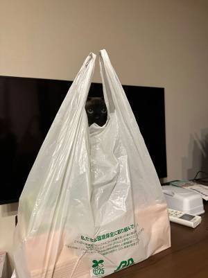 飼い主「いるね…」　買い物から帰り、テレビのほうを見ると？
