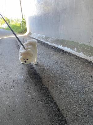 トンネルの中を歩くポメ　飼い主が声を上げると…　「強い意志を感じる」