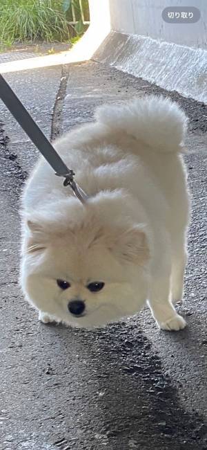 トンネルの中を歩くポメ　飼い主が声を上げると…　「強い意志を感じる」