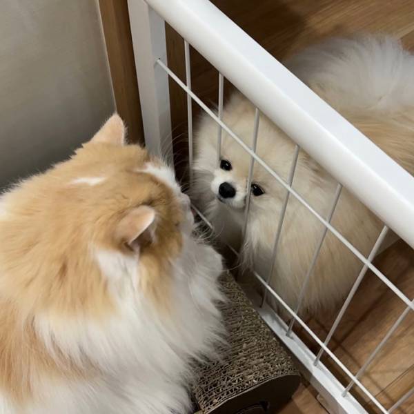 飼い主「一生の別れか」　２匹の様子に「笑った」「ガチか」