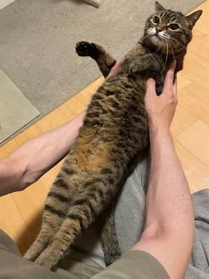 抱っこをされたくない猫、見せた表情に『８万いいね』　「強い意志を感じる」