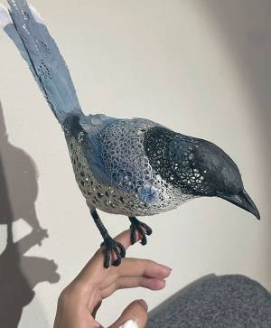 尾の長い鳥に２万人が注目　その正体に「ちょっと信じられない」