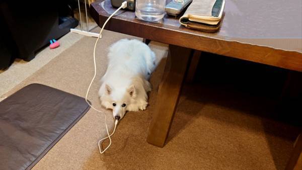 飼い主「偶然が重なって…」　犬の写真に「笑った」「充電切れかな？」