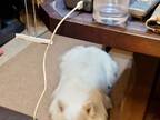 飼い主「偶然が重なって…」　犬の写真に「笑った」「充電切れかな？」