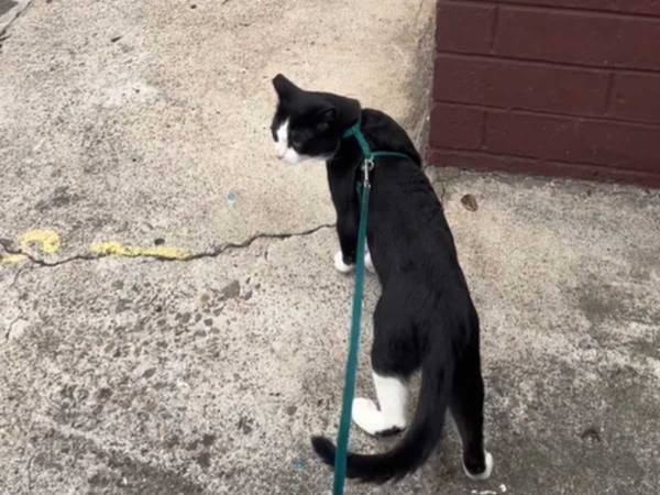 譲渡会で申し込みがゼロだった猫　さびしそうな動画を公開したとたん…？