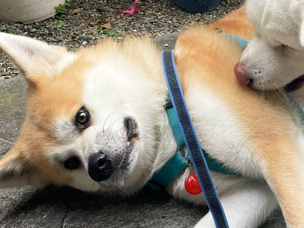 「今はやめてって言ってんじゃん！」　散歩後の姉に甘えたら？「ごめん笑った」