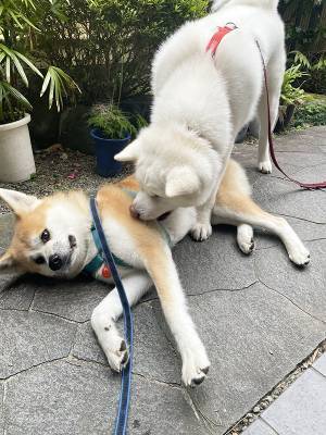 「今はやめてって言ってんじゃん！」　散歩後の姉に甘えたら？「ごめん笑った」