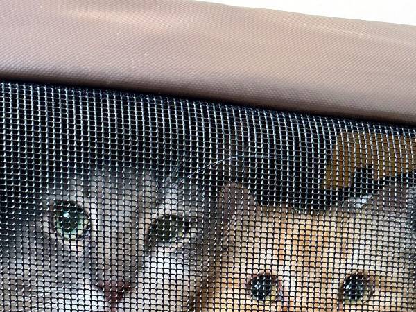 お出かけにノリノリの猫たち　目的地に着くと表情が一変した理由が？