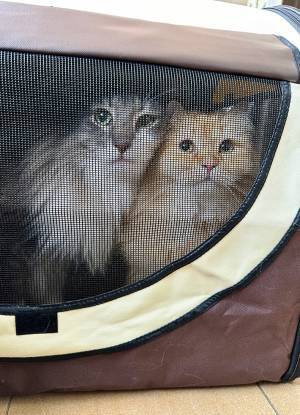 お出かけにノリノリの猫たち　目的地に着くと表情が一変した理由が？