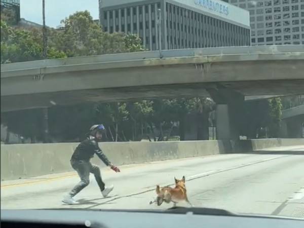 「こんなの初めて見た」　高速道路を走る犬に気付いた人たちが次々と…？