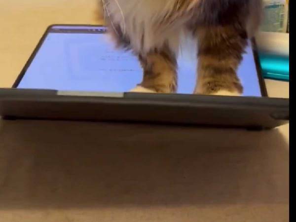 強引すぎる『ネコハラ』動画に「笑わずに見るの無理」「だが許す！」