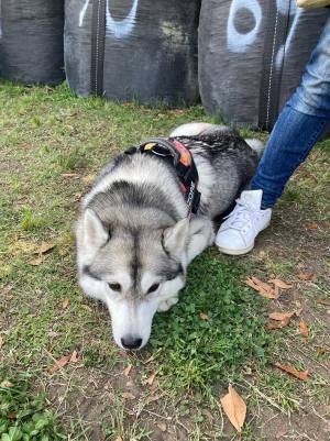 ドッグランに来たハスキー　しょんぼり顔になったワケに「どうして…」