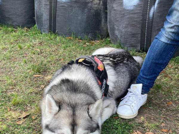 ドッグランに来たハスキー　しょんぼり顔になったワケに「どうして…」