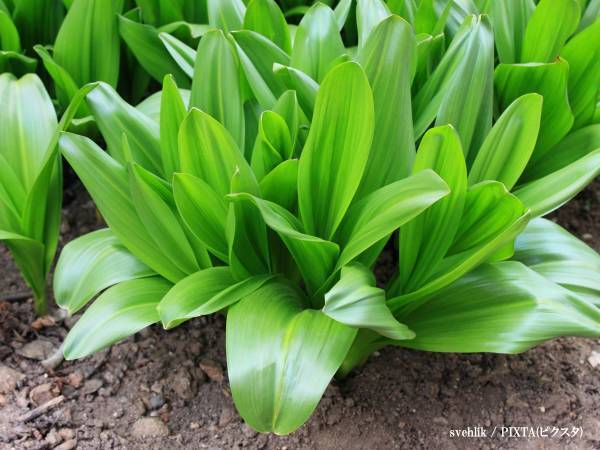 よく見るこの植物、実は…？　厚生労働省の注意喚起に「広まるべき」「怖すぎる」