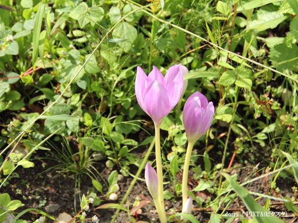 よく見るこの植物、実は…？　厚生労働省の注意喚起に「広まるべき」「怖すぎる」