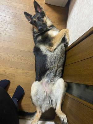 「トイレに行きたいんですけど」　飼い主が撮った１枚に「わろた」「ただでは行かせない感」