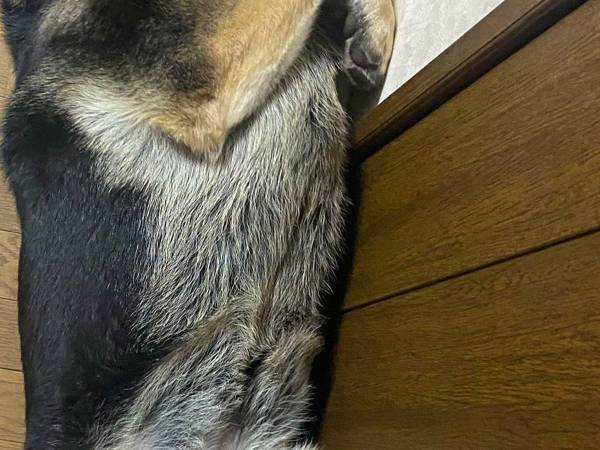 「トイレに行きたいんですけど」　飼い主が撮った１枚に「わろた」「ただでは行かせない感」