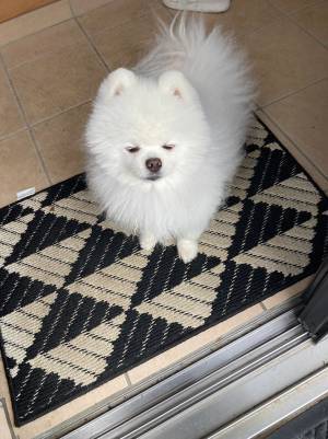 ポメのお出迎えが？　まさかの再会に「笑った」