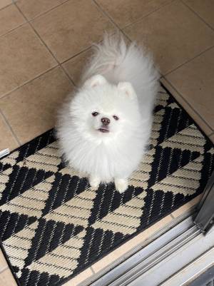 ポメのお出迎えが？　まさかの再会に「笑った」