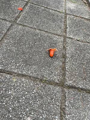 道に落ちていたタコさんウインナー？　正体に「これは間違えて食べそう」「納得した」