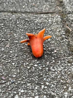 道に落ちていたタコさんウインナー？　正体に「これは間違えて食べそう」「納得した」