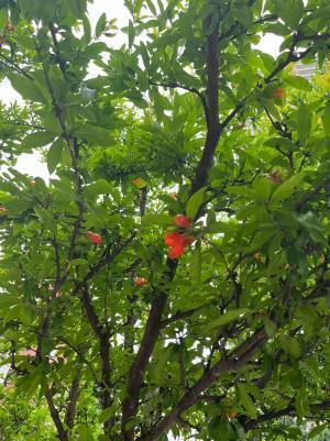 道に落ちていたタコさんウインナー？　正体に「これは間違えて食べそう」「納得した」