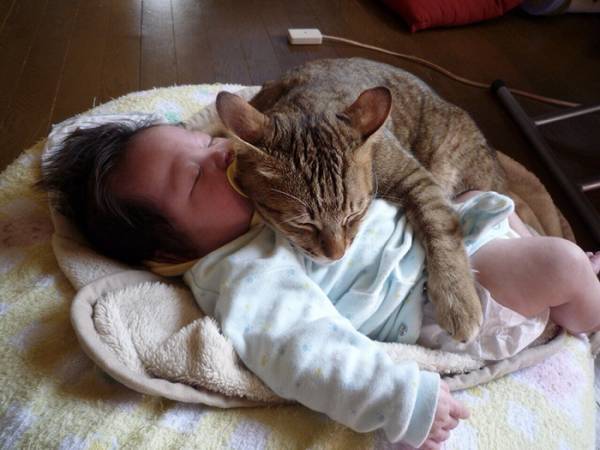 赤ちゃんに寄り添う猫　１５年後の姿に「涙が出た」「こんなのずるい」