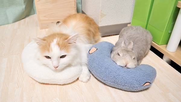 くつろぐ猫とウサギ　２匹の姿に「何もしたくない時、こういう格好する」