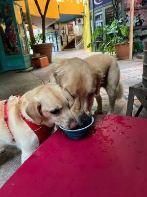 犬の写真