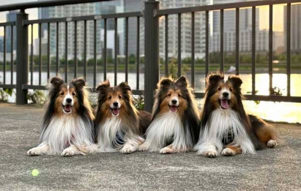 ドッグランで遊んだ犬、飼い主がカメラを向けると？　「え、すご」「完全に理解してる」