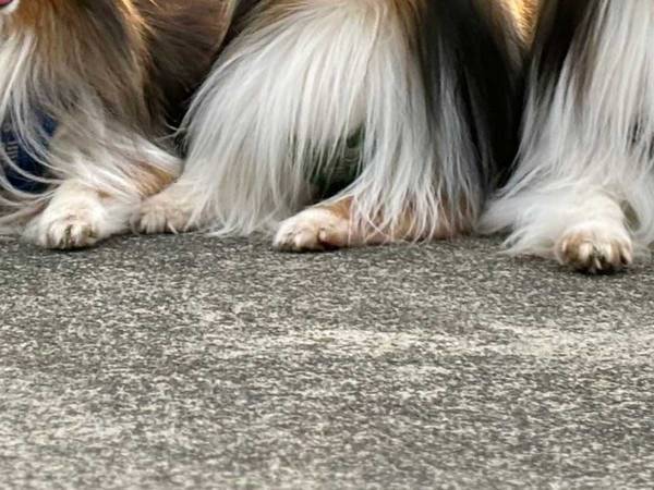 ドッグランで遊んだ犬、飼い主がカメラを向けると？　「え、すご」「完全に理解してる」