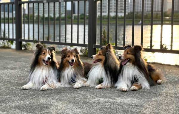 ドッグランで遊んだ犬、飼い主がカメラを向けると？　「え、すご」「完全に理解してる」