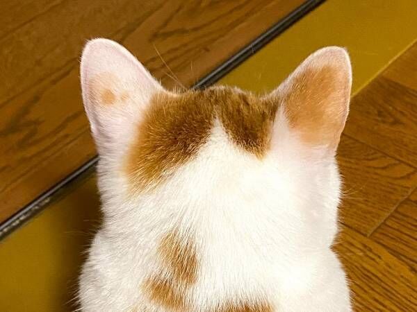 猫の後ろ姿に『１０万いいね』のワケ　飼い主が思わず見せたくなった１枚が？