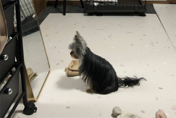 飼い主「ごめん、笑った」　鏡の前の愛犬がコチラ！