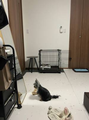 飼い主「ごめん、笑った」　鏡の前の愛犬がコチラ！