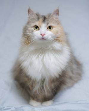 ５月になれば猫は…　２枚の写真に「同じ季節とは思えない」