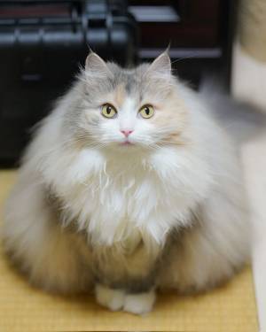 ５月になれば猫は…　２枚の写真に「同じ季節とは思えない」