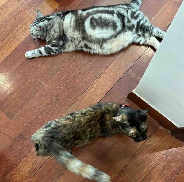 猫の写真