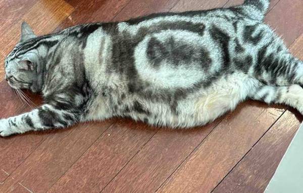 気持ちを『模様で表現』する猫　驚きの写真に「いや、すご」