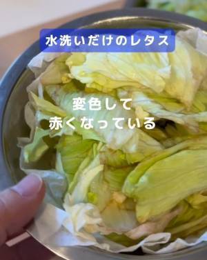 カットレタスの変色を防ぐには？　ひと手間に「やってみます」「簡単すぎた」